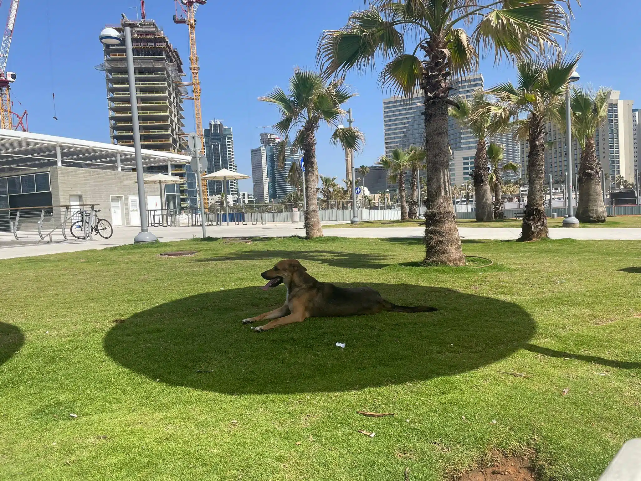 צ'ארלי בתל אביב בכמיהה לחיים חדשים ורגועים בליסבון, מביט אל האופק.