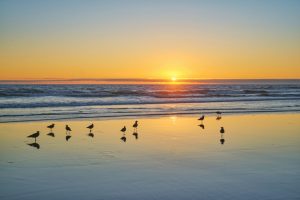 Seagulls on beach atlantic ocean sunset with surging waves at Fonte da Telha beach, Portugal